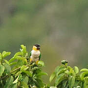 Black-headed Parrot