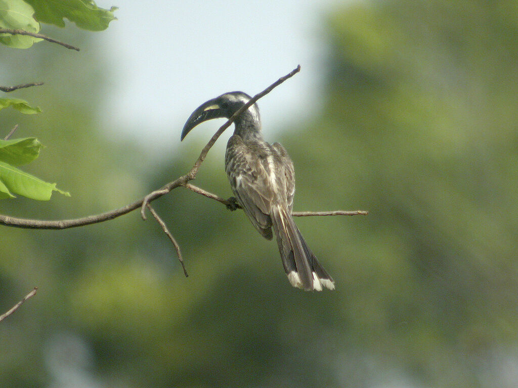 African Grey Hornbill