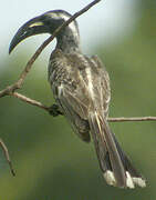 African Grey Hornbill