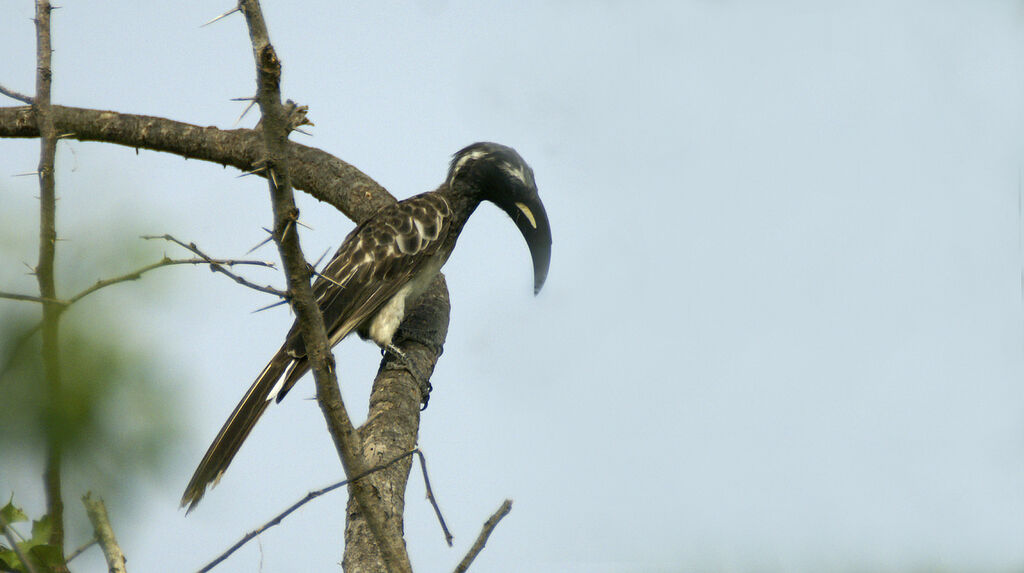 African Grey Hornbill