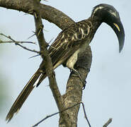 African Grey Hornbill