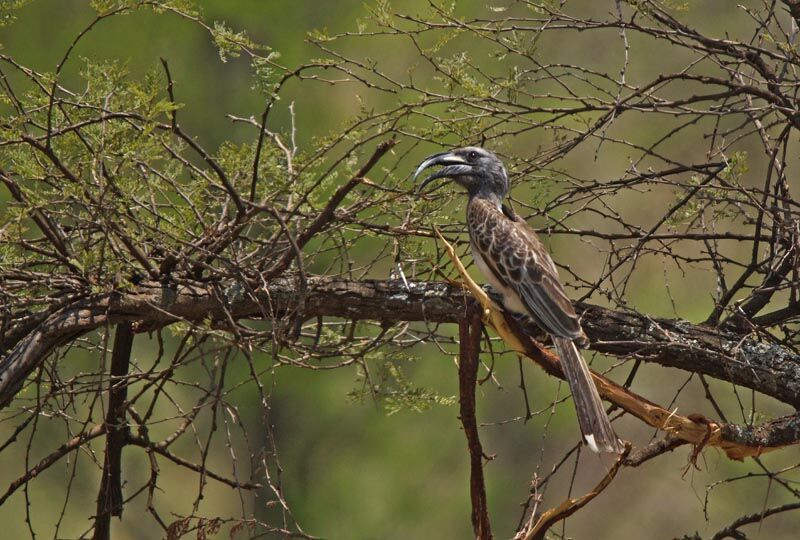 African Grey Hornbill