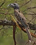 African Grey Hornbill