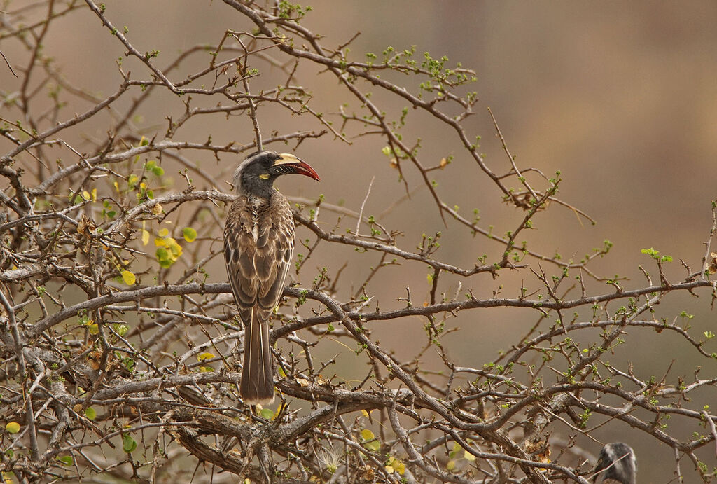 African Grey Hornbill