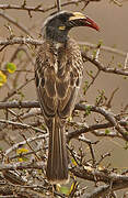 African Grey Hornbill