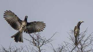 African Grey Hornbill