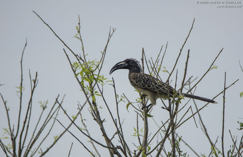 African Grey Hornbill