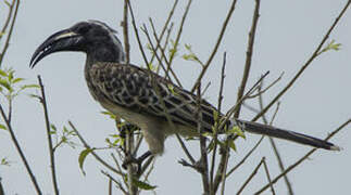 African Grey Hornbill