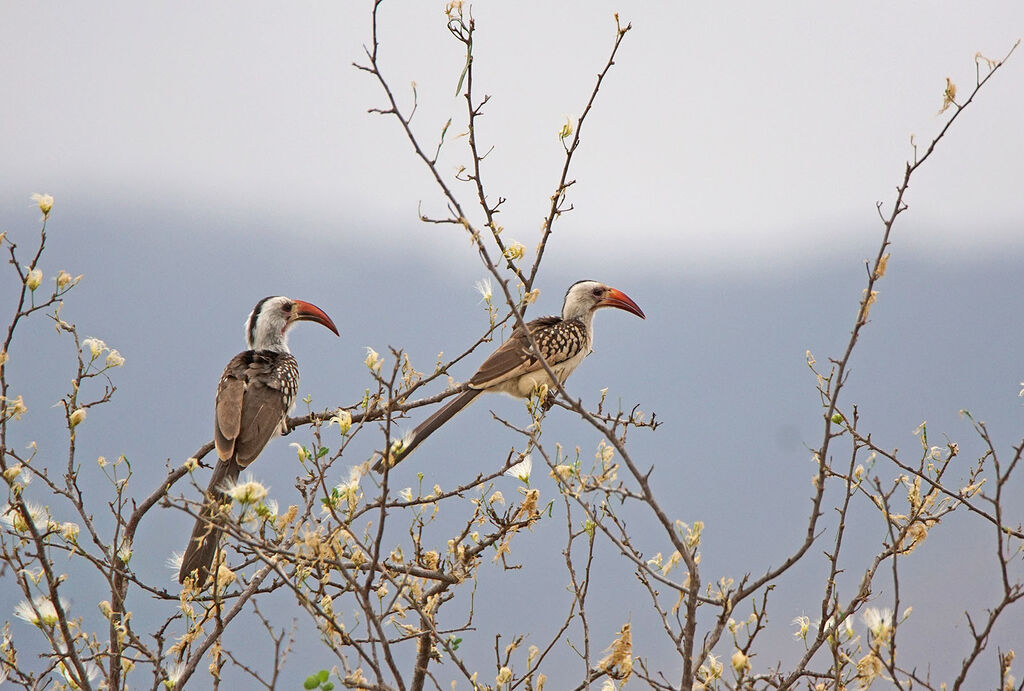 Northern Red-billed Hornbilladult