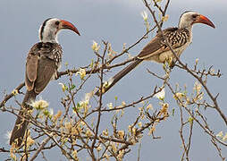 Northern Red-billed Hornbill