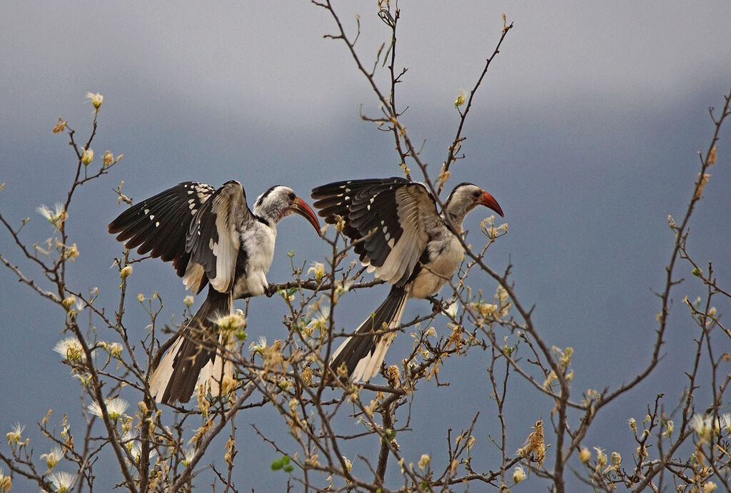 Northern Red-billed Hornbilladult, courting display