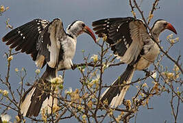 Northern Red-billed Hornbill