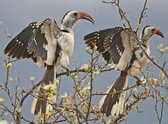 Northern Red-billed Hornbill