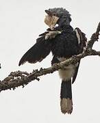 Silvery-cheeked Hornbill