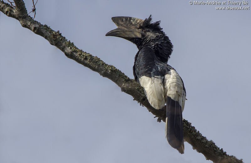 Black-and-white-casqued Hornbill male adult