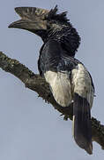 Black-and-white-casqued Hornbill