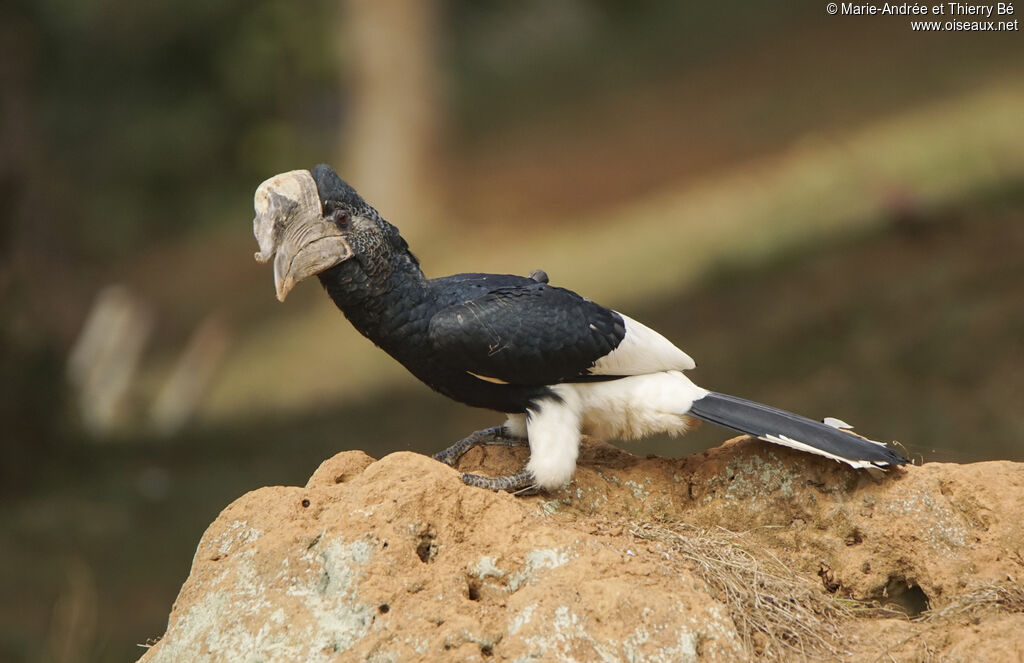 Black-and-white-casqued Hornbill male adult