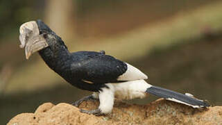 Black-and-white-casqued Hornbill