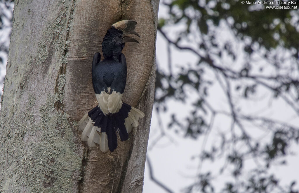 Black-and-white-casqued Hornbill male