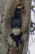 Black-and-white-casqued Hornbill