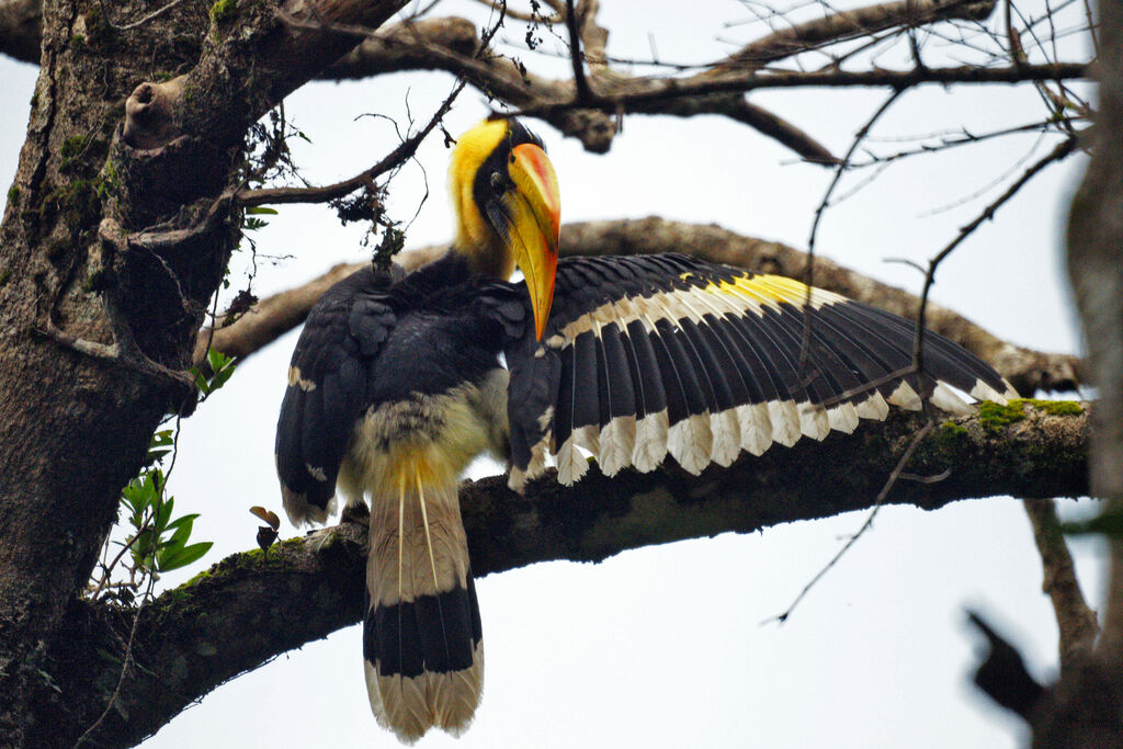 Great Hornbill