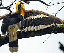 Great Hornbill