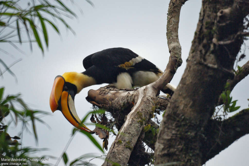 Great Hornbill male adult, eats