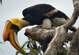 Great Hornbill