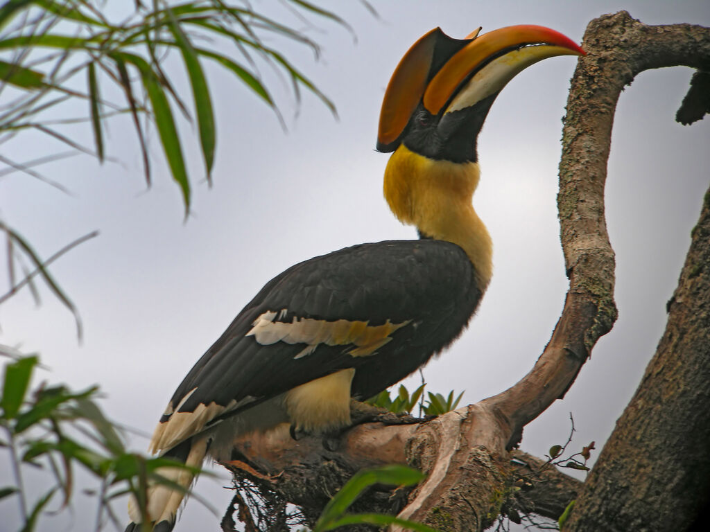 Great Hornbill, identification