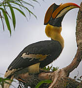 Great Hornbill