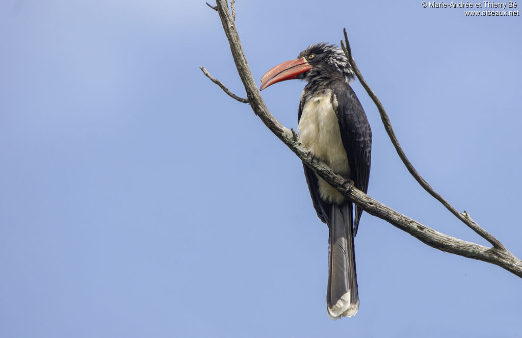 Crowned Hornbill