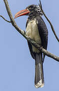 Crowned Hornbill