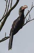 Crowned Hornbill