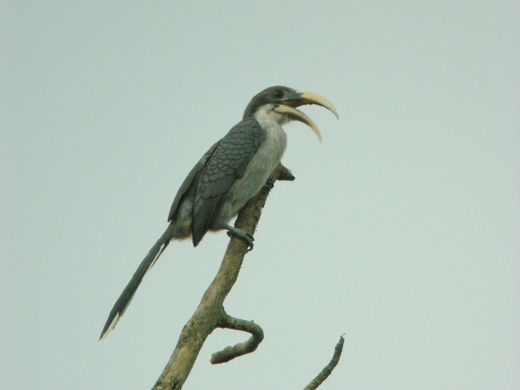 Sri Lanka Grey Hornbill