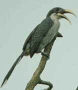 Sri Lanka Grey Hornbill