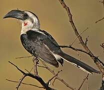 Von der Decken's Hornbill