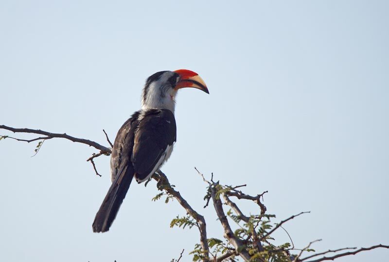 Von der Decken's Hornbill