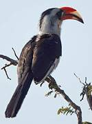 Von der Decken's Hornbill