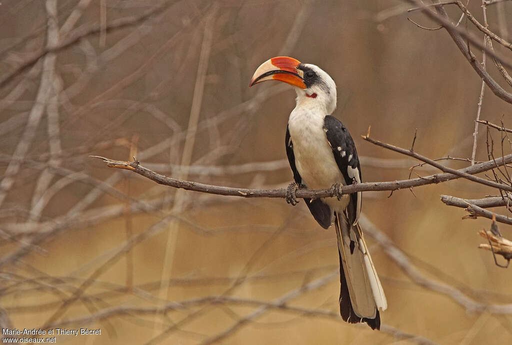 Von der Decken's Hornbill