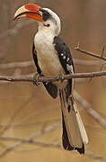 Von der Decken's Hornbill