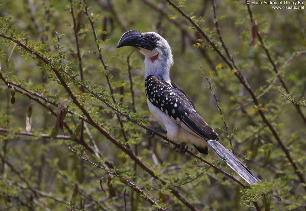Calao de Jackson femelle