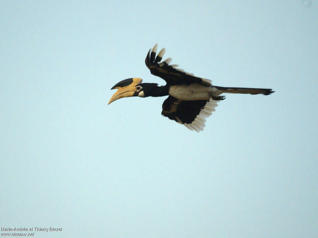 Malabar Pied Hornbilladult, Flight