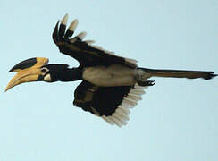 Malabar Pied Hornbill