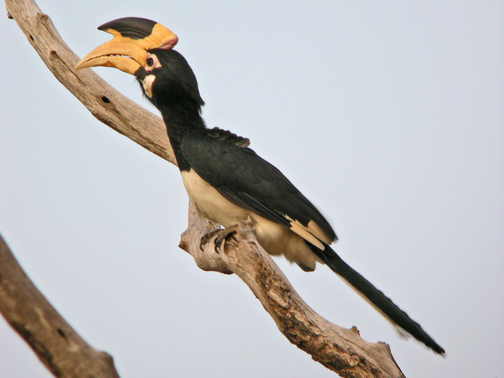 Malabar Pied Hornbill