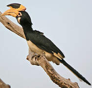 Malabar Pied Hornbill