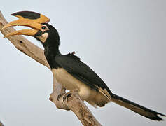 Malabar Pied Hornbill