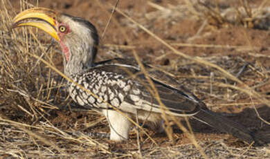 Calao leucomèle
