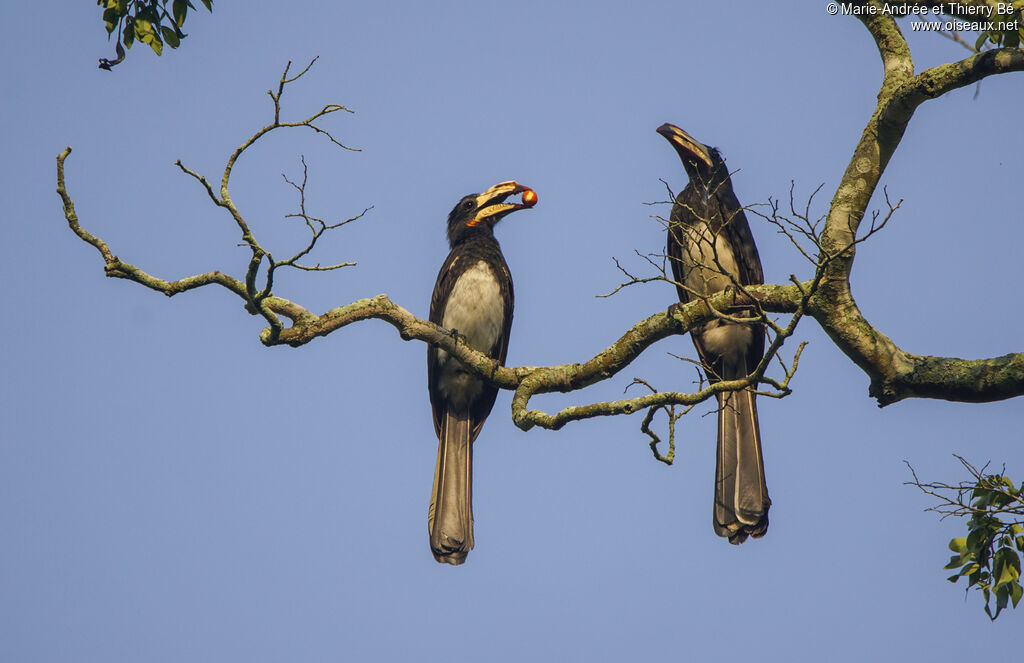 Congo Pied Hornbilladult