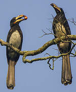 Congo Pied Hornbill