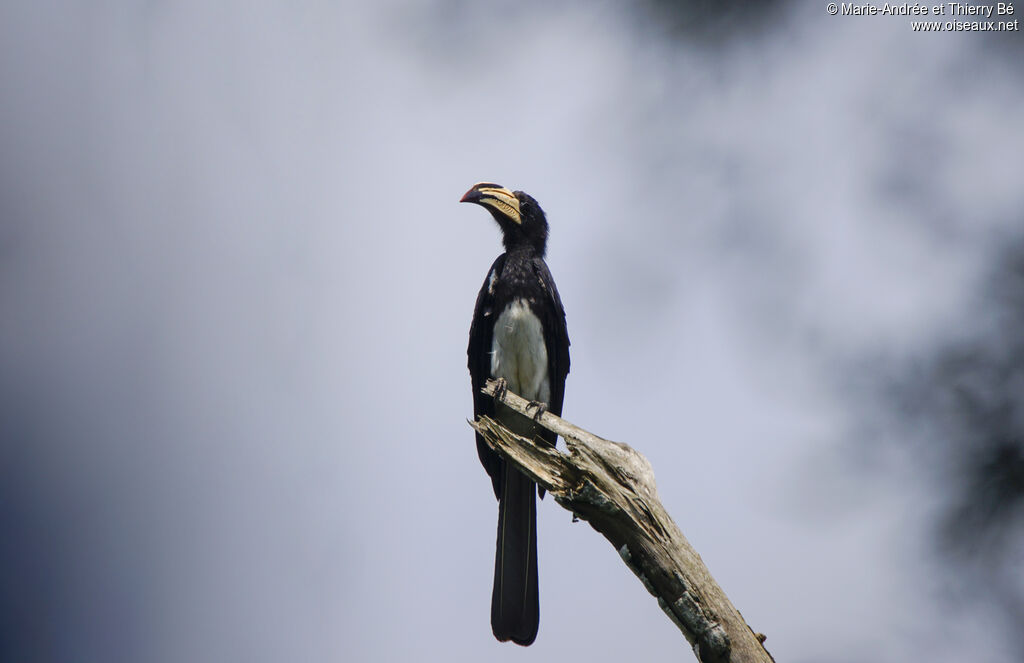 Congo Pied Hornbill